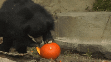 Sloth Bear Eating GIF by Brookfield Zoo