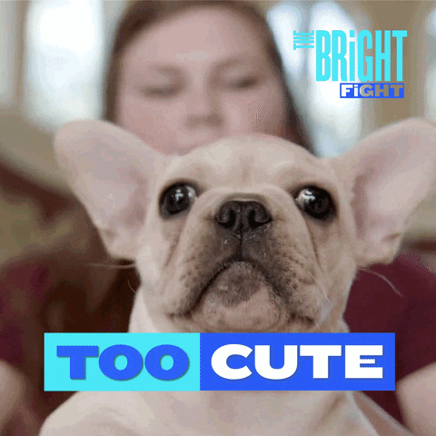 Too Cute Dogs GIF by Dobre Brothers Bright Fight GIF Library