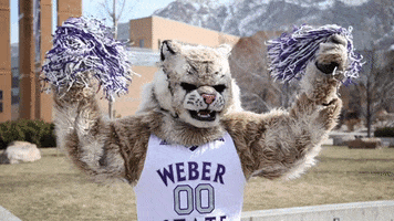Weber State Cheering GIF by Weber State University