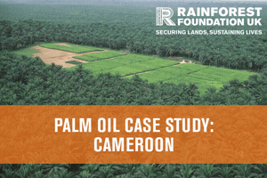 Rainforest Deforestation GIF