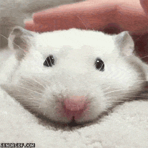 What's your favorite kind of pet besides a cat or dog??