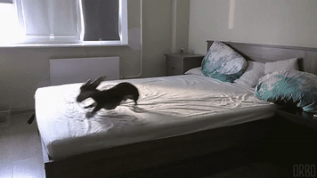 perfect loops dog on bed GIF