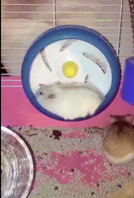 hamster wheel GIF