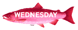 Rainbow Fish Sticker