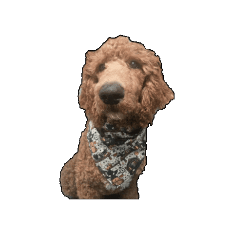 Goldendoodle Sticker by Geekster Pets