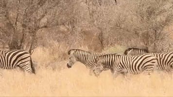 africa zebra GIF by Amazing Destinations