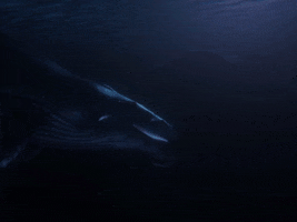 ocean whale GIF by Beyond Blue