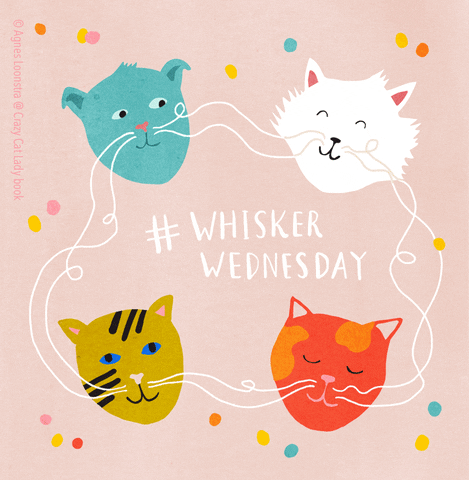 Illustration Cats GIF