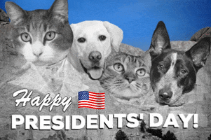 American Flag Cat GIF by Nebraska Humane Society