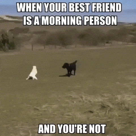 Dogs Gif By Justviral Net Find Share On Giphy