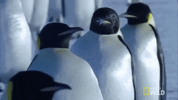 emperor penguin GIF by Nat Geo Wild
