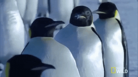 Emperor Penguin GIF by Nat Geo Wild - Find & Share on GIPHY