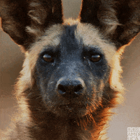 staring painted wolf GIF by BBC America