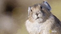 national geographic sniff GIF by Nat Geo Wild