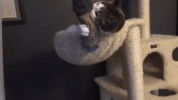 Cat GIF