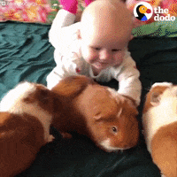 guinea pigs baby GIF by The Dodo
