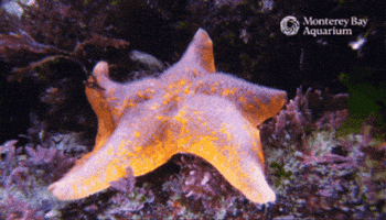 Sea Star Crawl GIF by Monterey Bay Aquarium