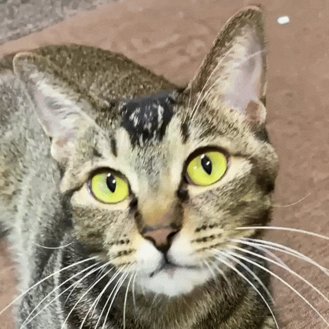 Cat GIF
