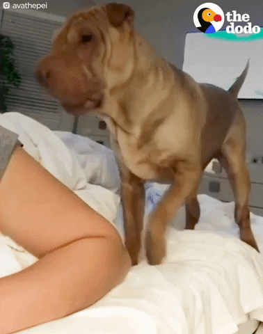 tapping shar pei GIF by The Dodo