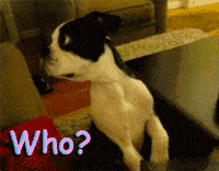 whoo GIF whoo GIF