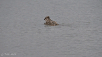 swimming owl GIF
