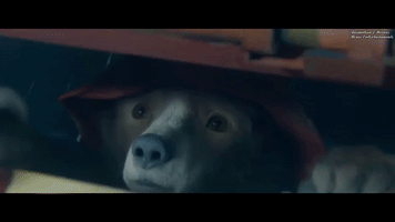 Sally Hawkins Paddington GIF
