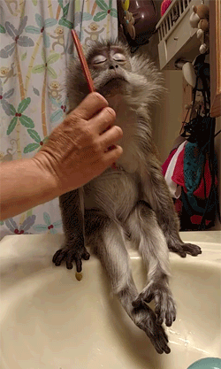 Video gif. A monkey is sitting on the side of a tub and a person starts combing the fur on its cheeks. It looks serene as their whole body gets combed, and the whole scene is very adorable.