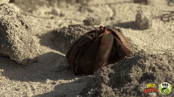 Crawling Into My Shell Gifs Get The Best Gif On Giphy