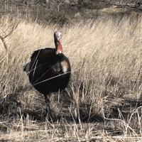 thanksgiving turkey GIF by AZGFD