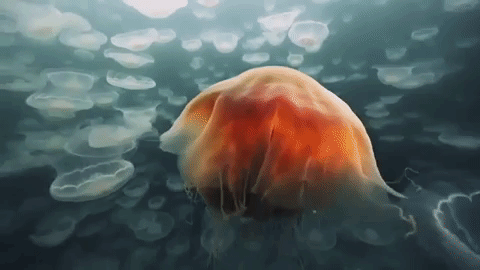 moon jelly jellyfish GIF by Nat Geo Wild - Find & Share on GIPHY