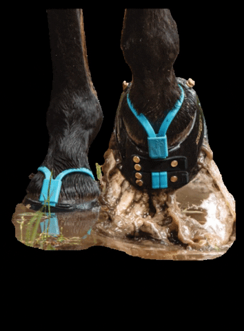 Scootbootsdownunder horse boots equine scoots GIF