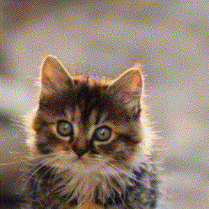 Sorry Hands Up GIF