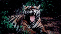 Daves-tiger GIFs - Get the best GIF on GIPHY