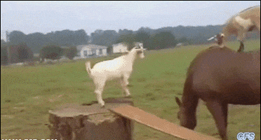 Horse Goat GIF