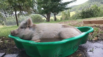 pig splashing around GIF