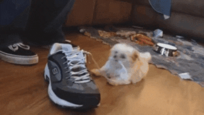Cute-dog-puppy GIFs - Get the best GIF on GIPHY