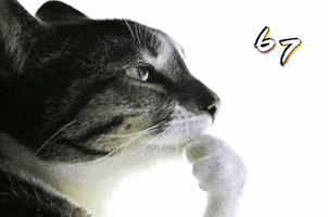 Cat GIF