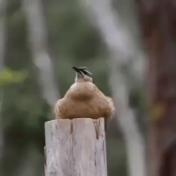 CANÁRIO DA MATA - VOCÊ CONHECE?