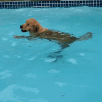 dog swimming GIF