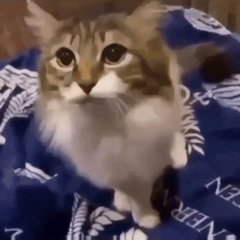 Angry Cat GIF