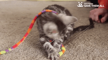 kitten save them all GIF by Best Friends Animal Society