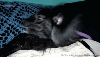 kalpenidouphotography mydog sleepydog kalpenidouphotography velentza GIF