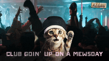 dance cat GIF by Keanu Movie