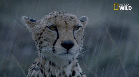 giphy.gif?cid=ecf05e47ixgbz3py77snlehp6s