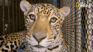 National Geographic Big Cat Week GIF by Nat Geo Wild