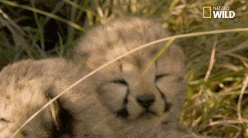 african cats cuddle GIF by Nat Geo Wild 