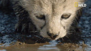 African Cats Drinking GIF by Nat Geo Wild