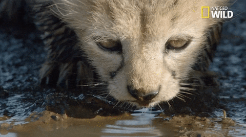 African Cats Drinking GIF by Nat Geo Wild - Find & Share on GIPHY