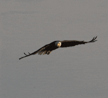 scottdietz fishing eagle lummi island GIF