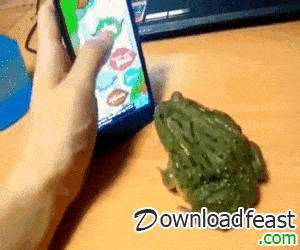 Featured image of post Funny Frog Meme Gif
